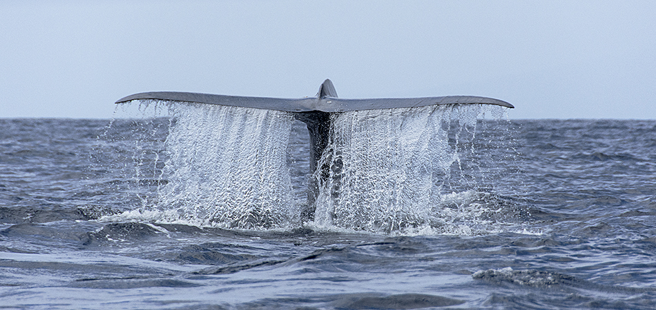 "Blue Whale - Azores"