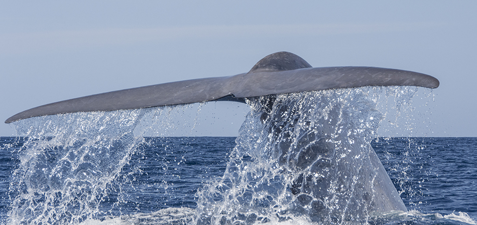 "Blue Whale - Azores"