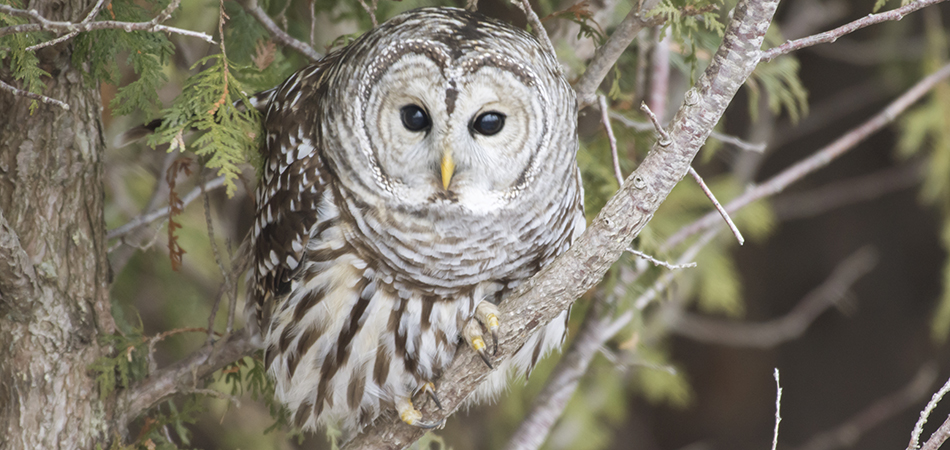 "Barred Owl - Ontario"