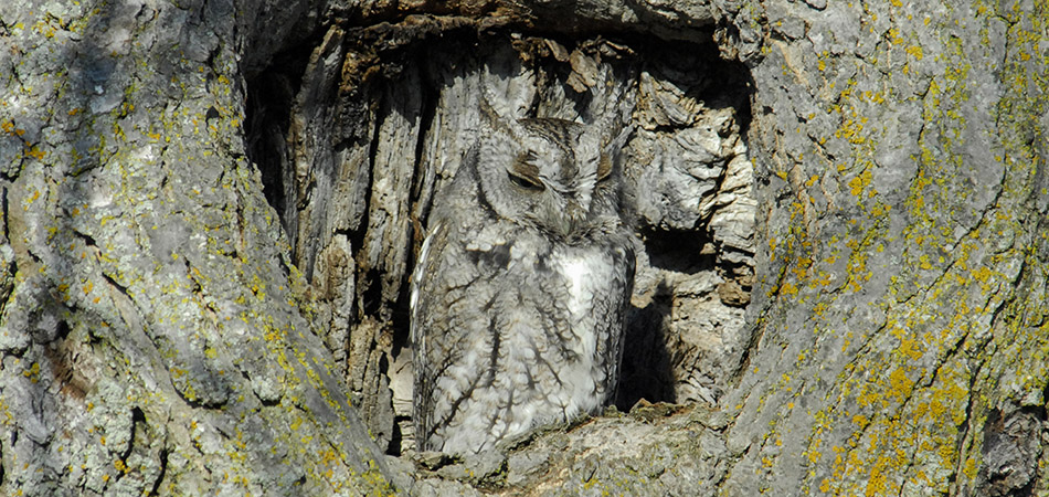 "Eastern Screech Owl"