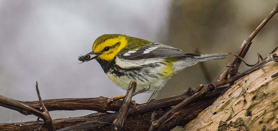 "Black-throated Green Warbler"